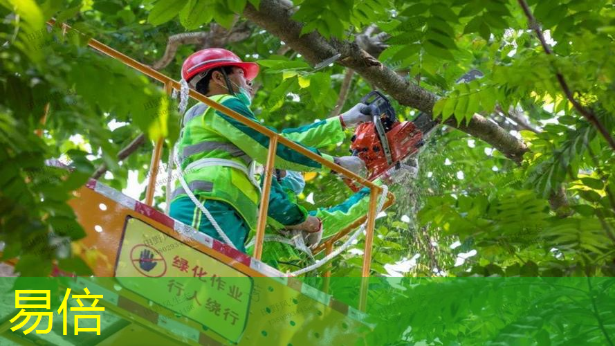 绿化养护案例分析：如何打造宜人的城市绿地？