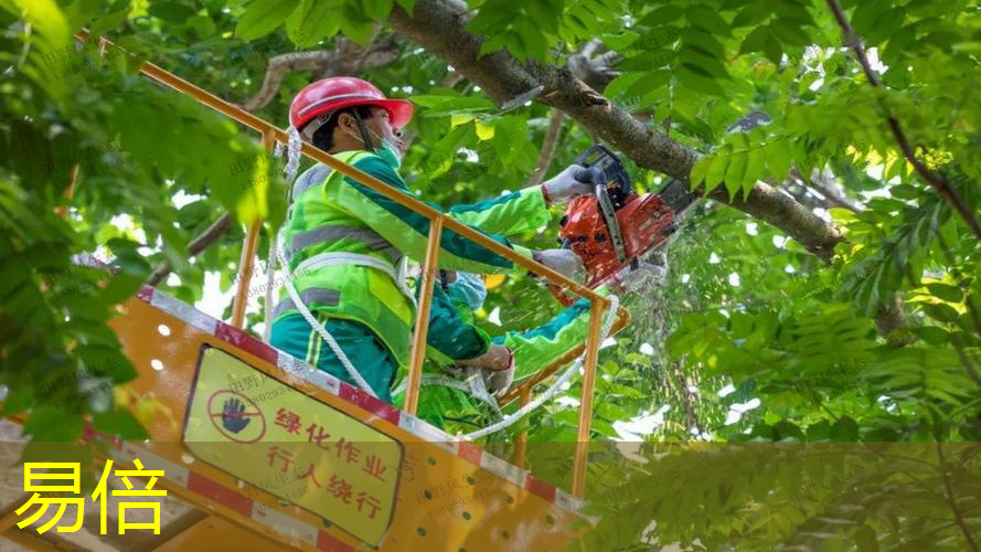 如何在家中种植绿化苗木？