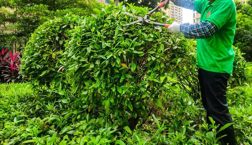 望京西园三区绿化工程
