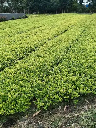 宜兴本地园林绿化工程施工
