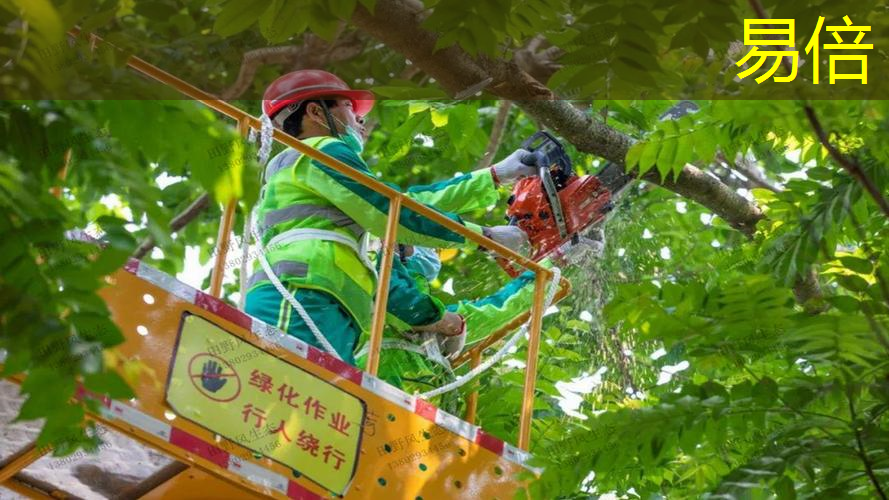 公共空间绿化遭遇重重困难：市政园林管理不当成就“荒芜之城”。